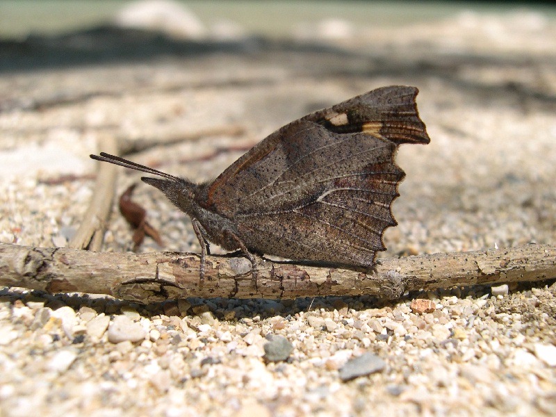 Libythea celtis